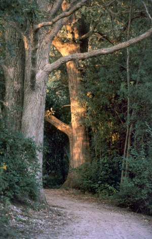 Trees with Light