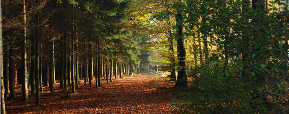 New Path