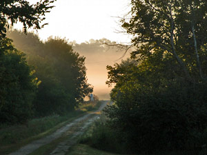 Misty Morning Path
